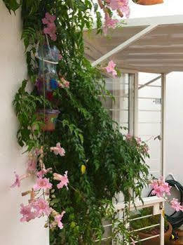 Hostal Casa Canario *