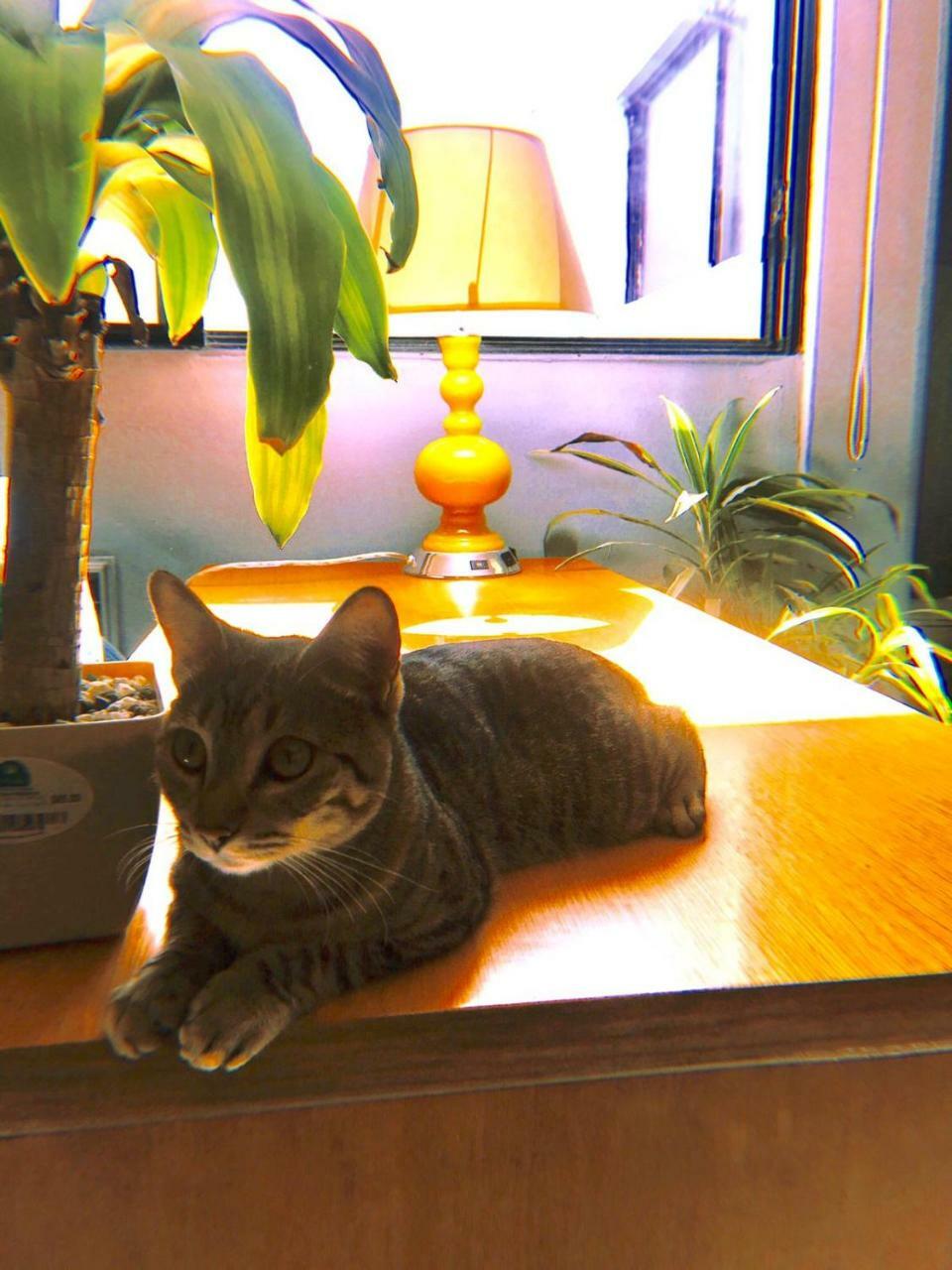 Pensión Casa Chapu (adults Only) Guadalajara